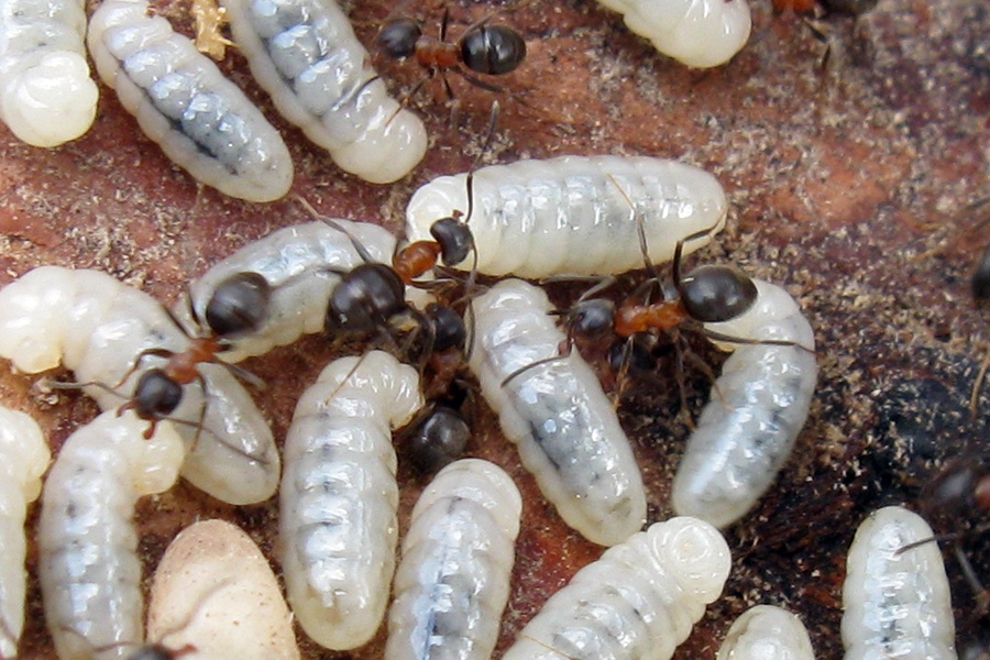 Lasius fuliginosus, Lasius cfr emarginatus, Formica gr. rufa